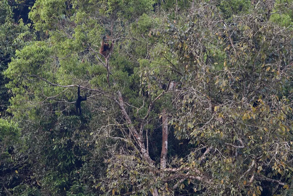 A black crested gibbon in the forests of Laos