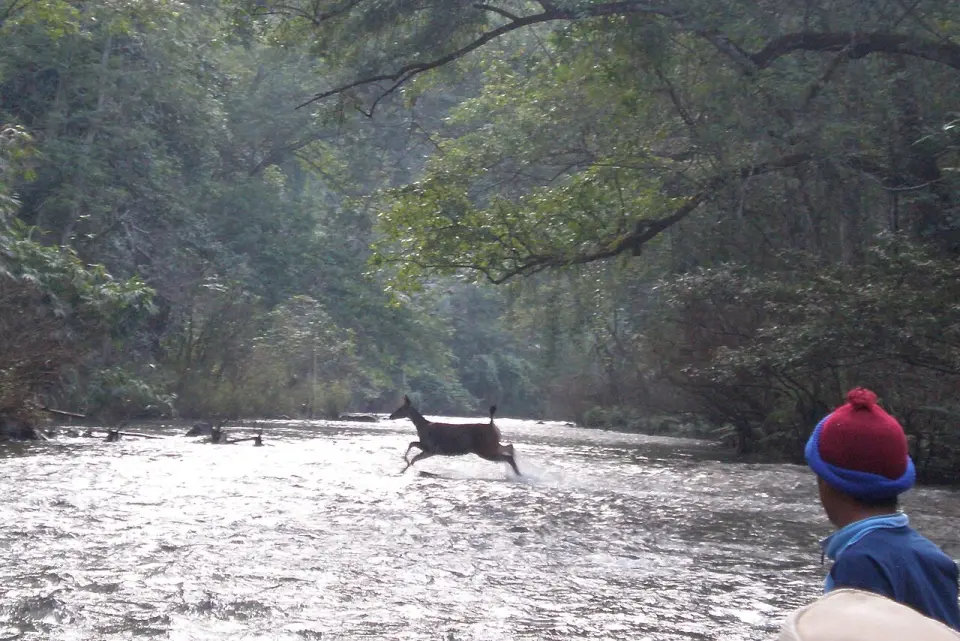 A sambar deer beside a river in the Nam Et-Phou Louey protected area