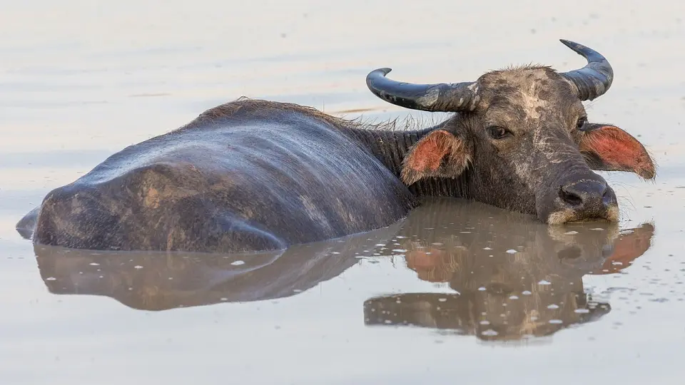 A water buffalo bathing in a pond in Laos