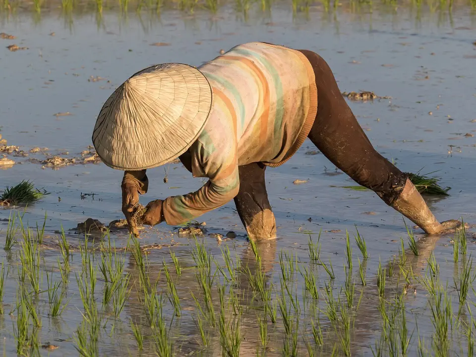 A woman planting rice in a paddy field near Luang Prabang