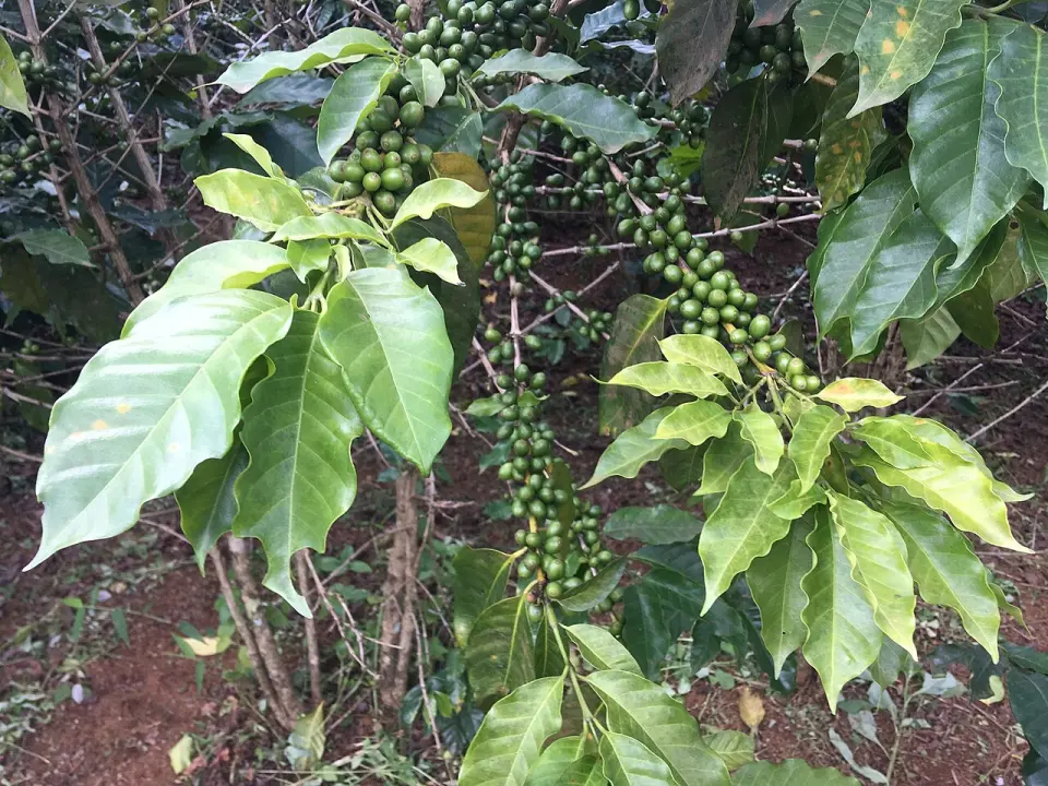 Paksong coffee farms