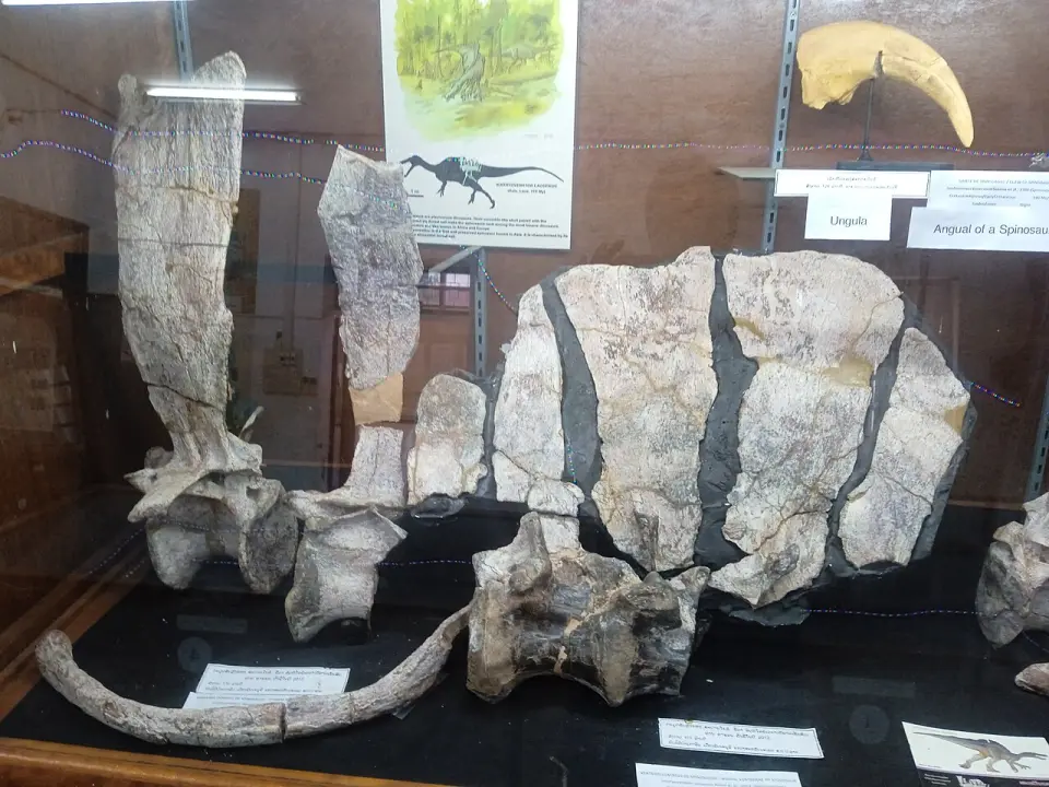 Dinosaur fossils at the Savannakhet Dinosaur Museum