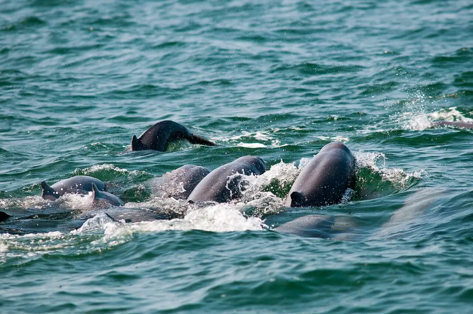 An Irrawaddy dolphin surfacing
