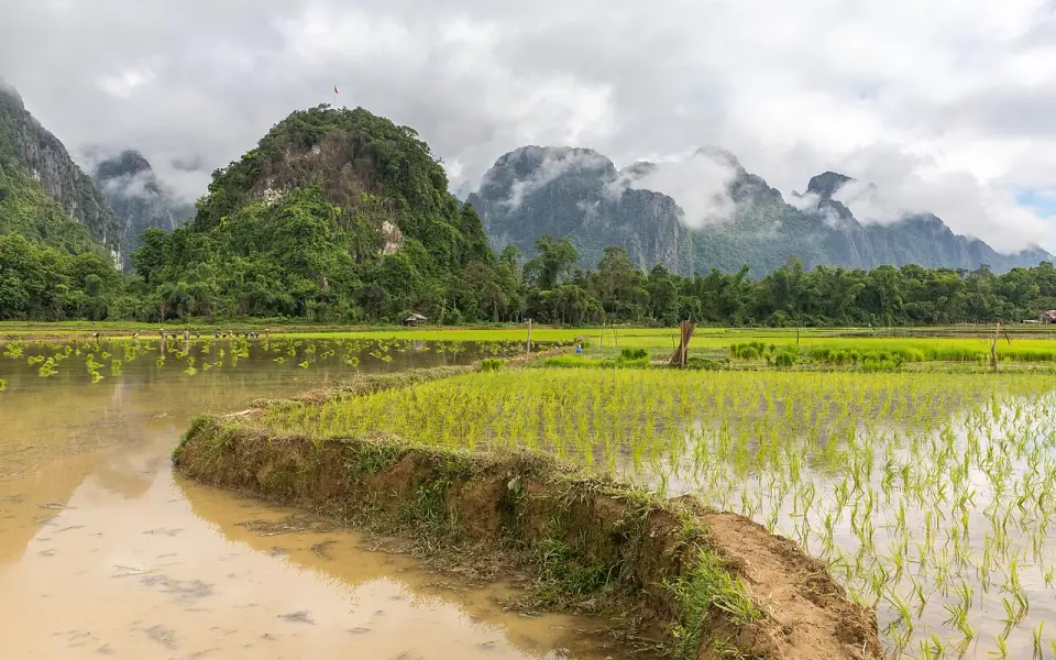 A dirt road through paddy fields outside Vang Vieng
